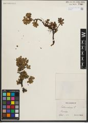 Foto von Salix retusa L.
